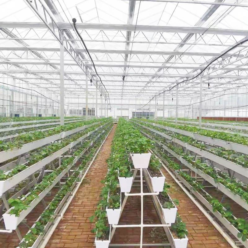 strawberry gutter.jpg strawberry gutter.jpg