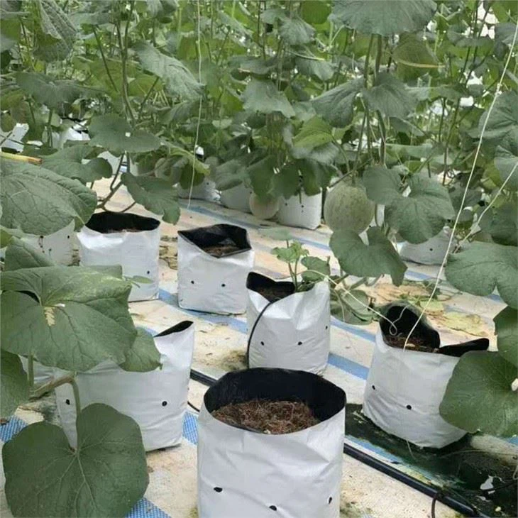 Greenhouse Hydroponic Plant With Cummber
