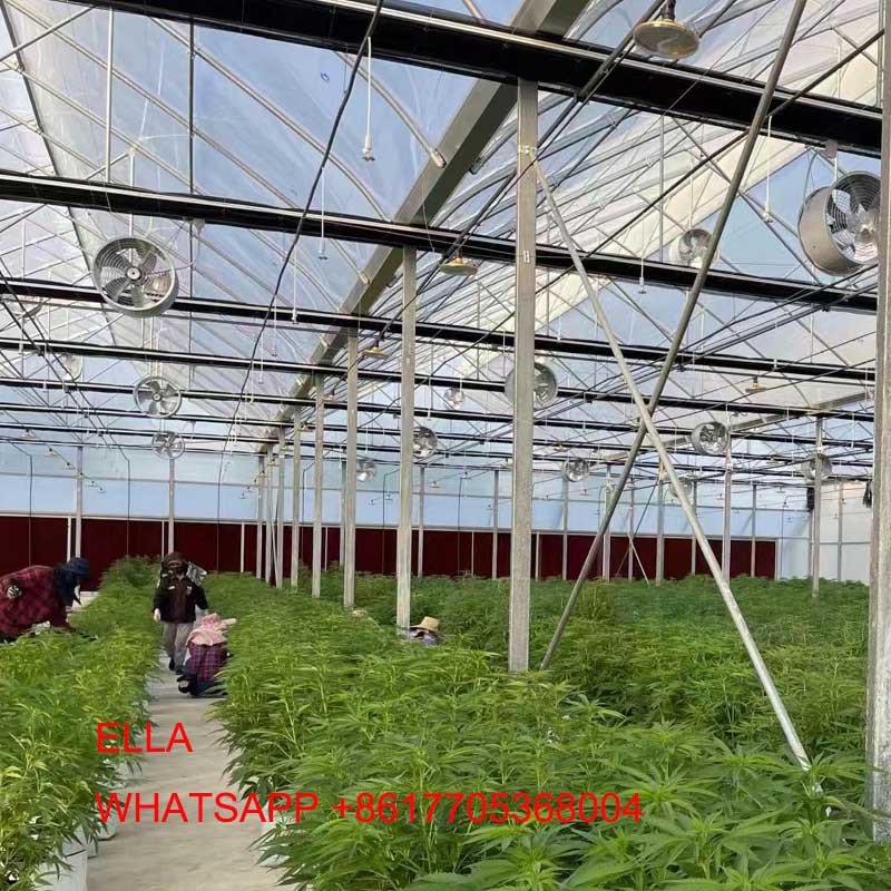CANNABIS GREENHOUSE 1 CANNABIS GREENHOUSE 1